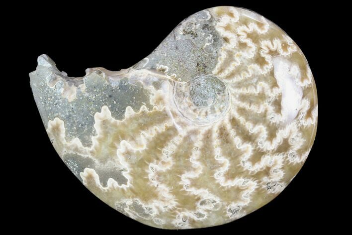 Polished, Agatized Ammonite (Cleoniceras) - Madagascar #117419